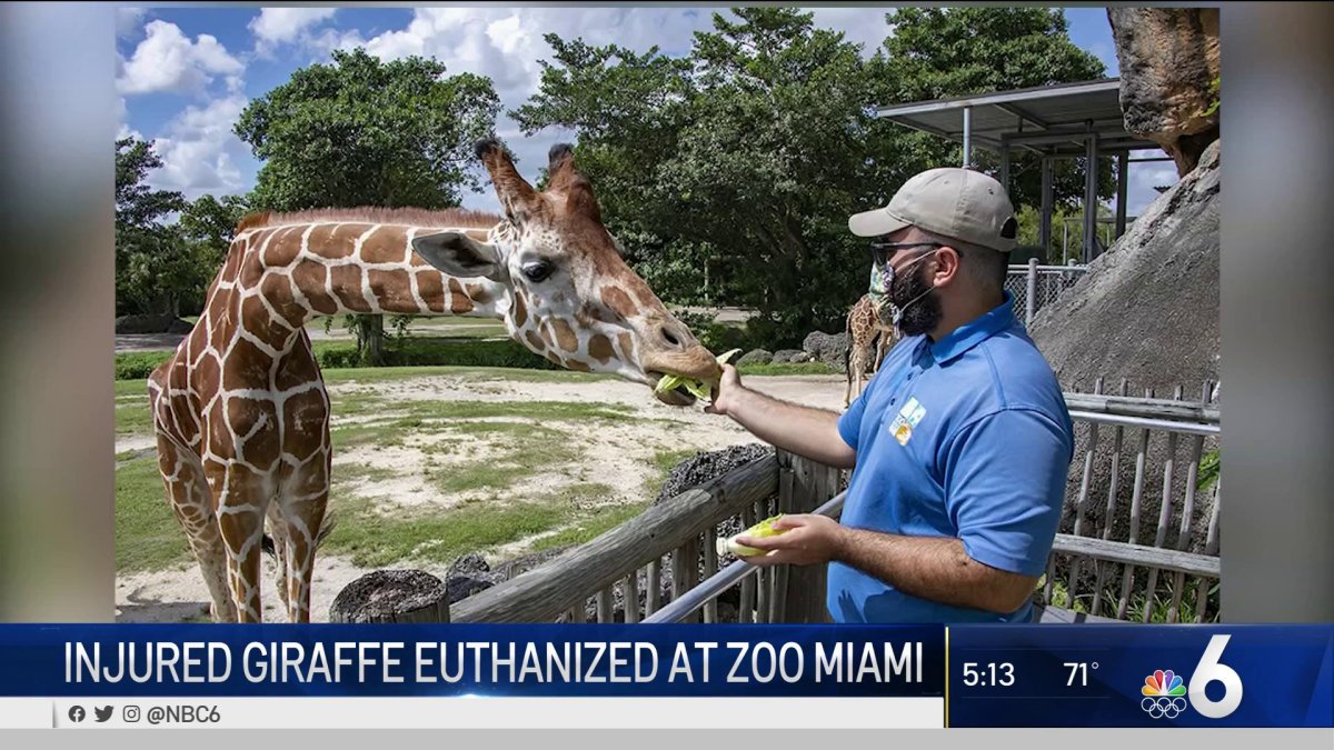 Injured Giraffe Euthanized at Zoo Miami – NBC 6 South Florida