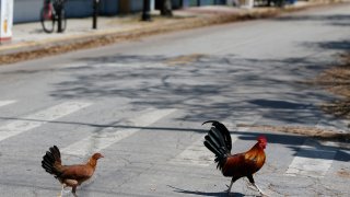 Key West is considering a law that would make it illegal to feed the chickens that freely roam the Southernmost City, such as those seen here in Sept. 13, 2017. City leaders are hoping an ordinance approved unanimously on a first reading Wednesday, Jan. 20, 2021 will help.
