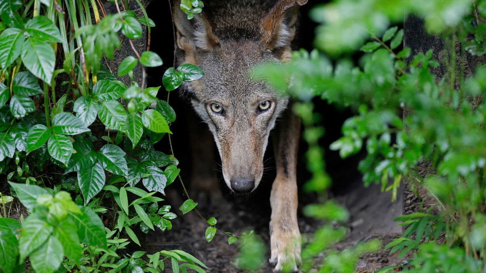 Judge Orders Plan for Releasing More Red Wolves Into Wild NBC 6 South