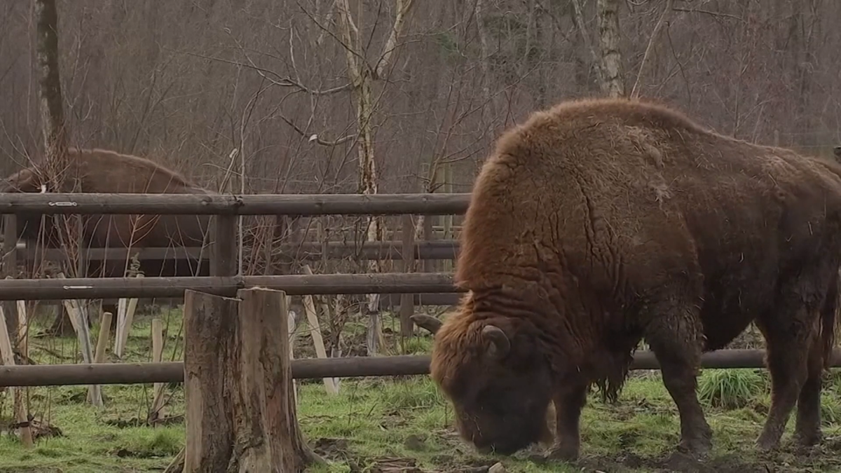 U.K. Conservationists to Hire Rangers for Bison Reintroduction Program