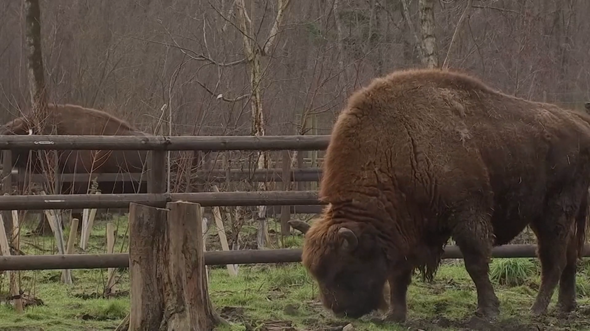U.K. Conservationists to Hire Rangers for Bison Reintroduction Program ...