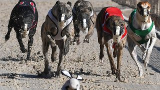 Dogs chase a mechanical lure during the final program of greyhound races in Florida at Derby Lane, Dec. 27, 2020.