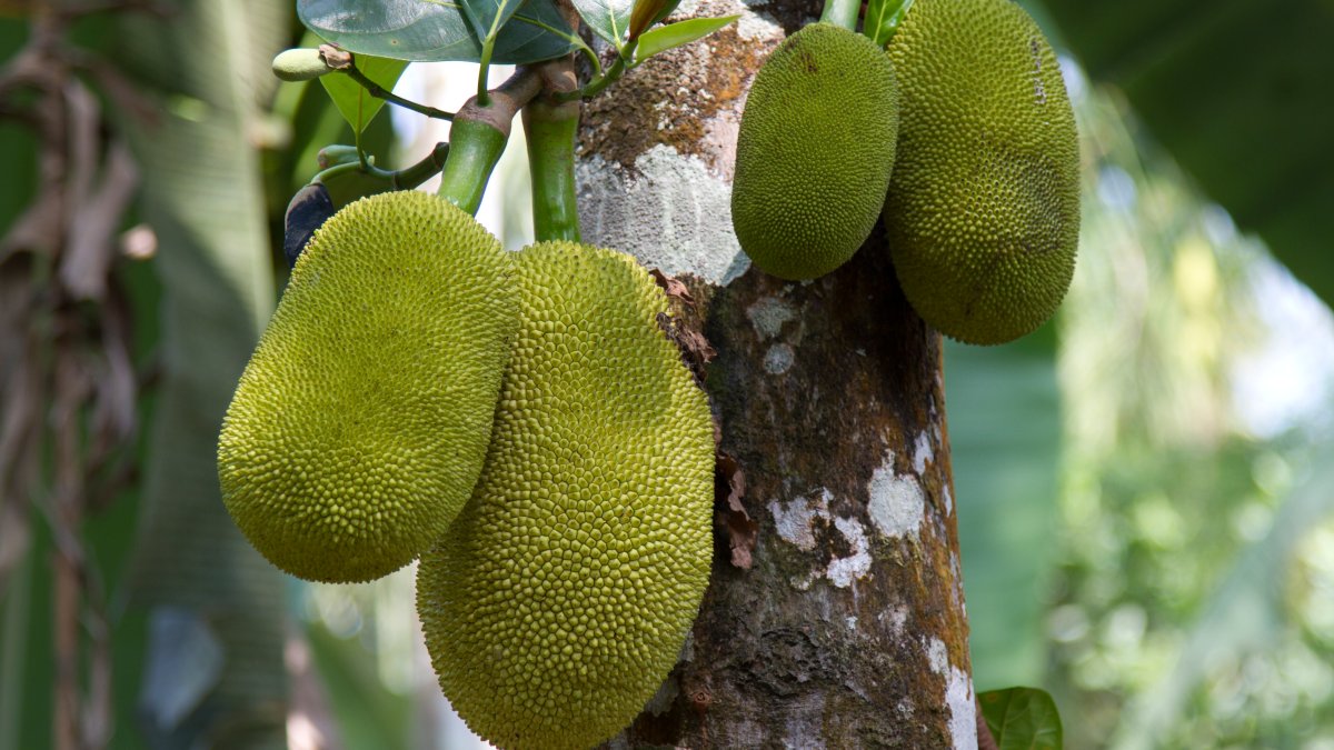 What Is Jackfruit? Benefits, How to Cook and Eat Jackfruit Recipes