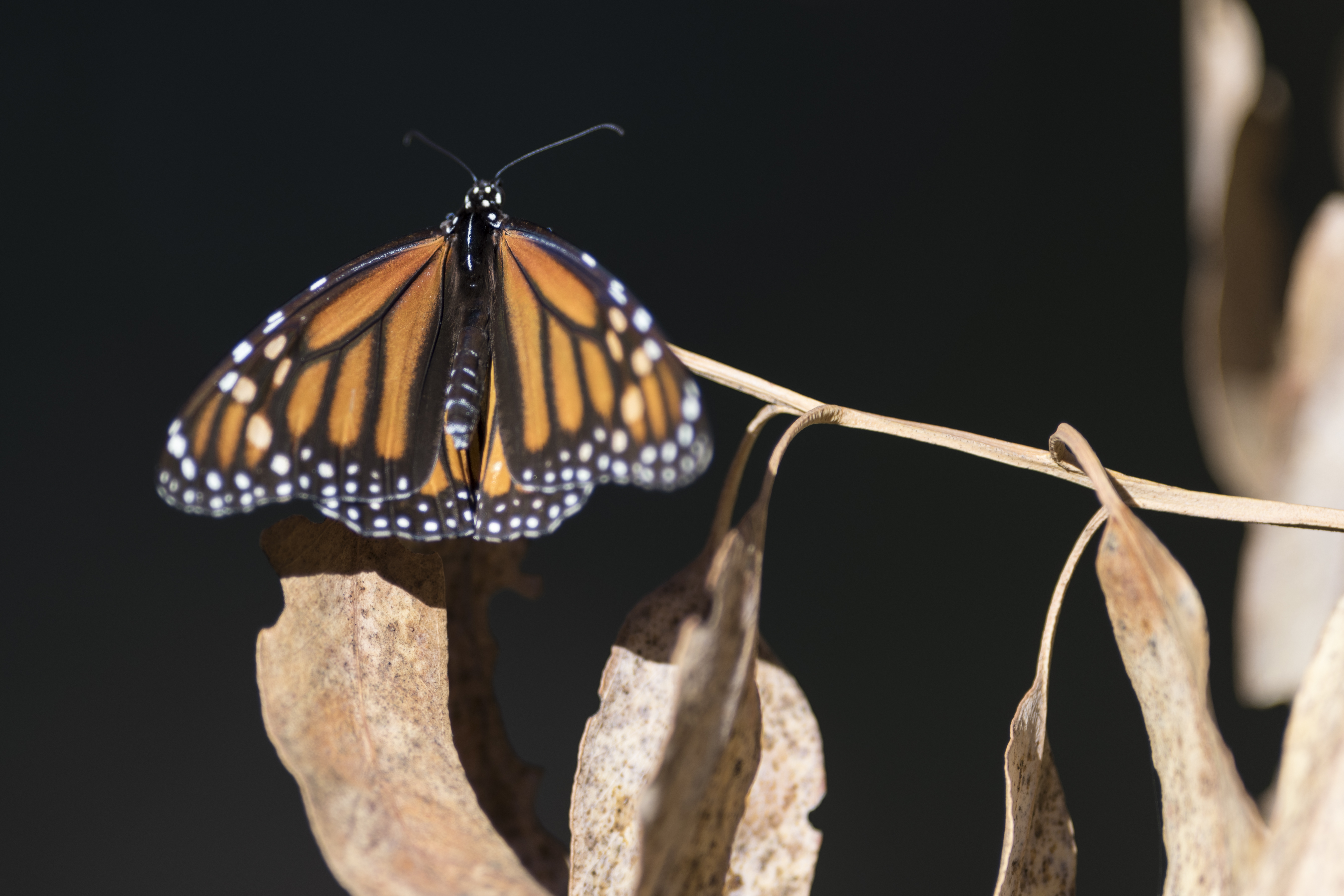 Monarch Butterfly Population Moves Closer to Extinction NBC 6 South