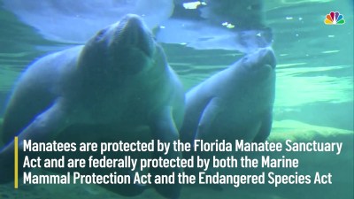 Manatee Found In Florida With Trump Etched Into It Nbc 6 South Florida Us wildlife authorities have launched an investigation after a manatee was discovered with the word 'trump' scraped on its back. manatee found in florida with trump etched into it