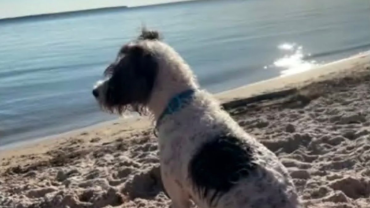 ‘It was Terrifying’: Woman’s Dog Attacked by Shark at South Florida ...