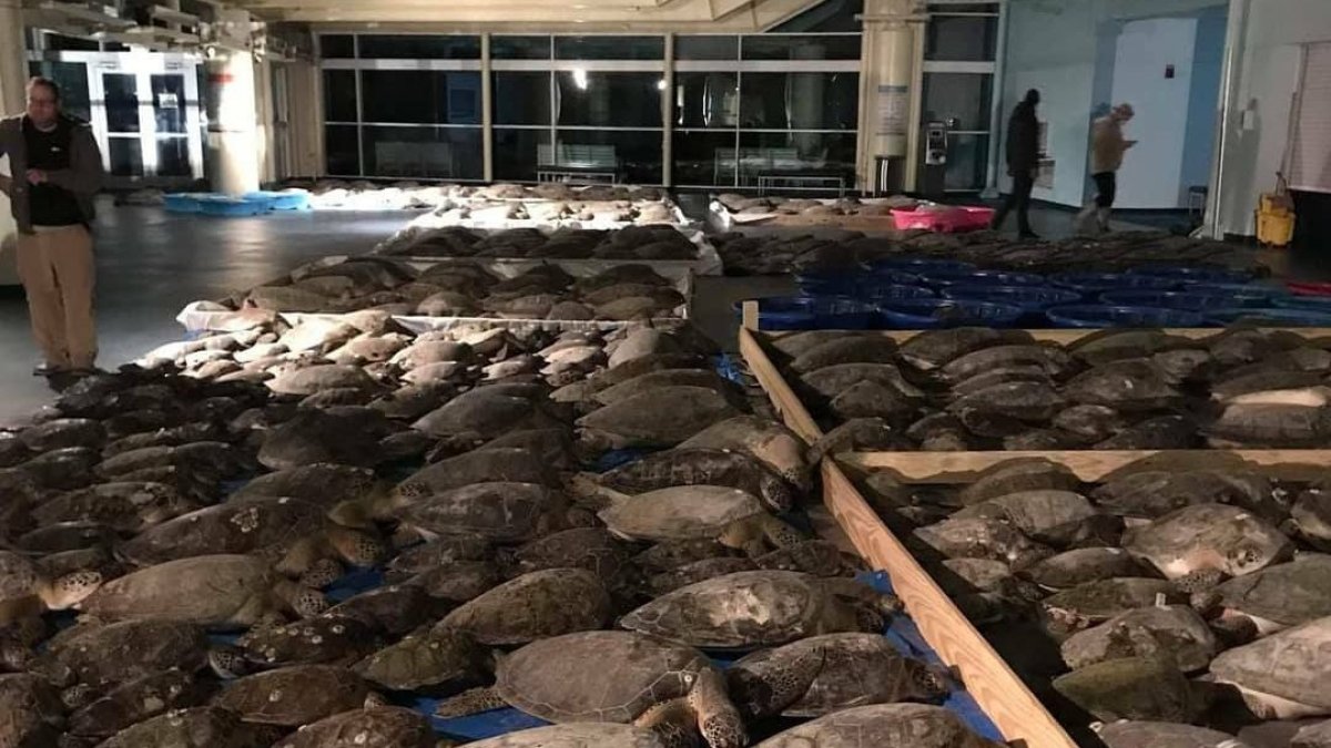 Thousands of Cold-Stunned Sea Turtles Being Rescued in Texas – NBC 6 ...