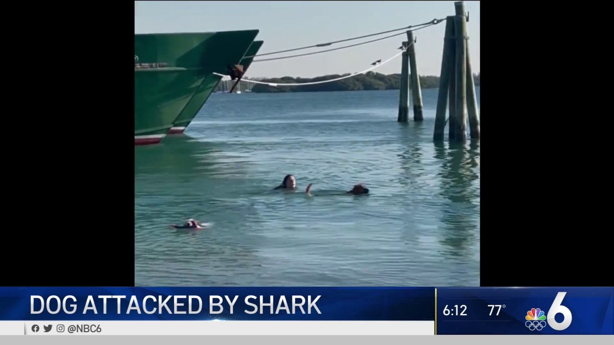 Dog Attacked by Shark on Virginia Key NBC 6 South Florida