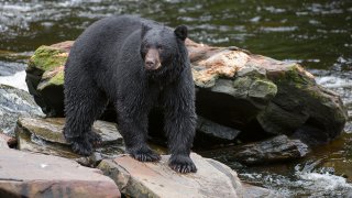 American black bear looking for salmon at creek.