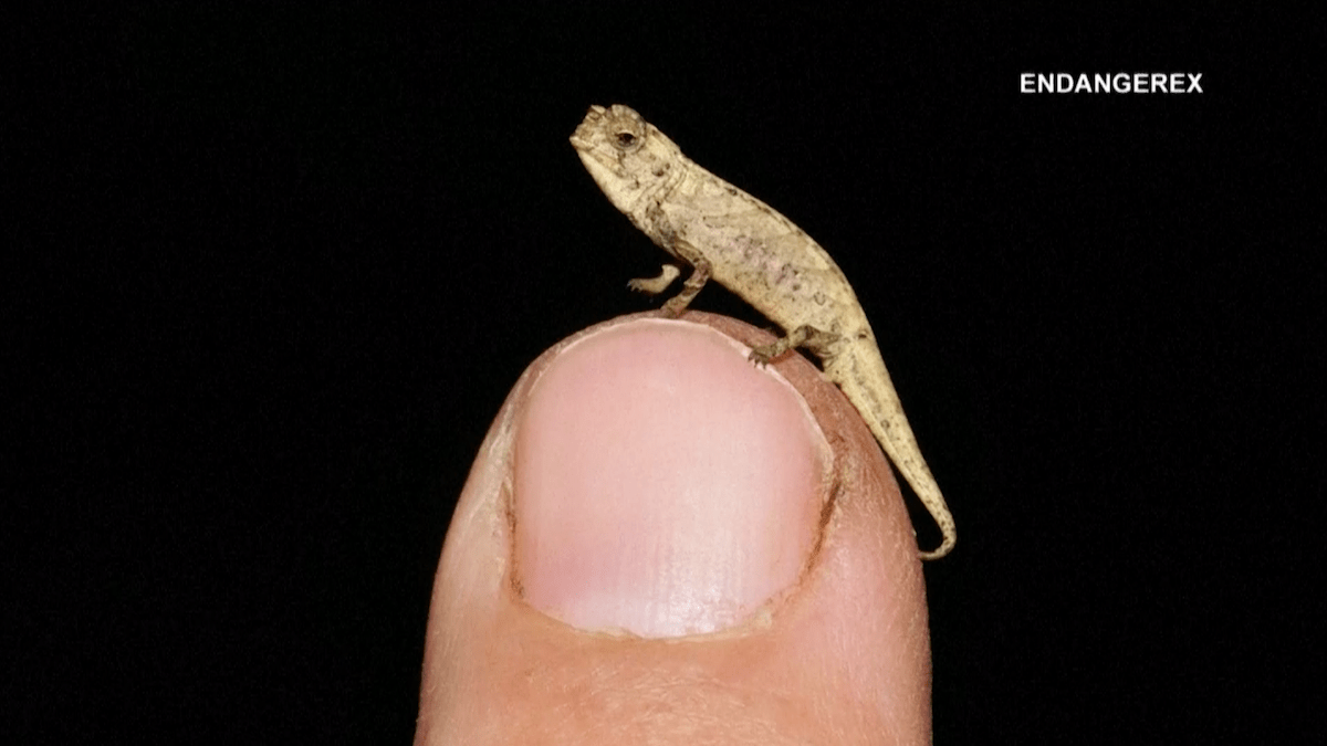 Tiny Chameleon a Contender for Title of Smallest Reptile – NBC 6