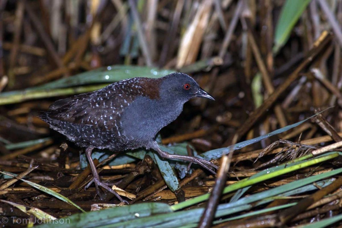 Elusive Wetland Bird Added To Florida S Endangered Species List NBC 6   Eastern Black Rail Copyright Tom Johnson Macaulay Library E1614440090110 