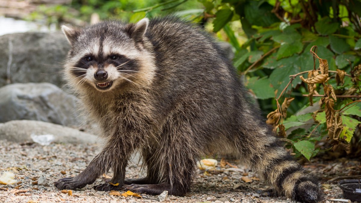 Charges Filed Against Woman Who Brought Raccoon to Bar – NBC 6 South Florida - Vimarsana News