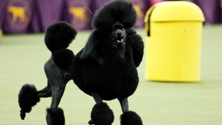 Siba, the standard poodle, competes for Best in Show during the 144th Westminster Kennel Club dog show, Tuesday, Feb. 11, 2020, in New York.
