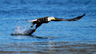 FILE - In this Nov. 20, 2020, file photo, a bald eagle grabs a fish from the Susquehanna River near the Conowingo Dam, in Havre De Grace, Md. The number of American bald eagles has quadrupled since 2009, with more than 300,000 birds soaring over the lower 48 states, government scientists said Wednesday in a new report.