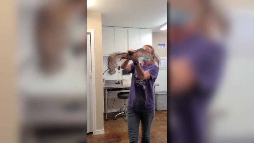 The non-profit Bat World Sanctuary in Weatherford is home to about 400 rescue bats. One of them, an Indian Flying Fox bat named Statler, is getting a lot of attention for his 'flying' videos.