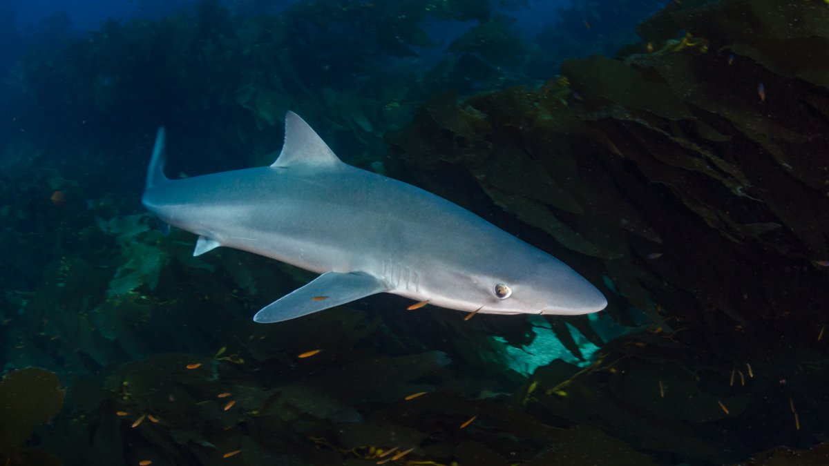 Argentinische Fischer finden die Überreste eines vermissten Mannes in einem Hai – NBC6, Südflorida