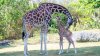 Latest Baby Giraffes Born at Zoo Miami