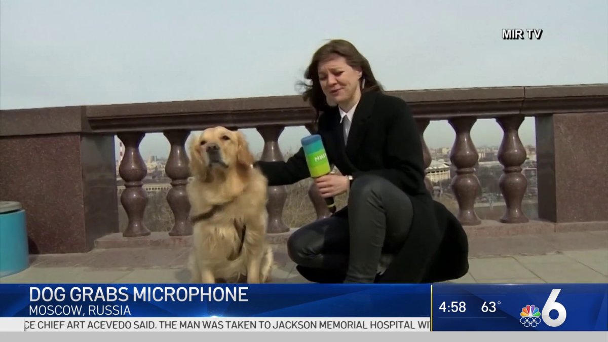 Dog Steals Reporter’s Microphone Live on Air in Russia NBC 6 South