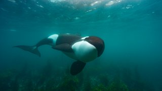 an Orca in New Zealand hunting for stingray