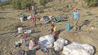 In this photo provided by the Bureau of Land Management, researchers prepare fossils to be airlifted from the Rainbows and Unicorns Quarry on Grand Staircase-Escalante National Monument to the Paria River District paleontology lab in Kanab, Utah, on Sept. 4, 2018. Ferocious tyrannosaur dinosaurs may not have been solitary predators as long envisioned, but more like social carnivores such as wolves, new research unveiled Monday, April 19, 2021, found.