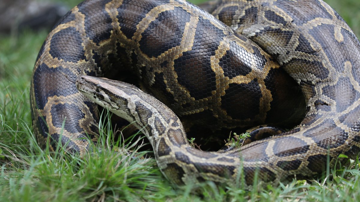The world’s longest Burmese python caught in Florida – NBC 6 South Florida