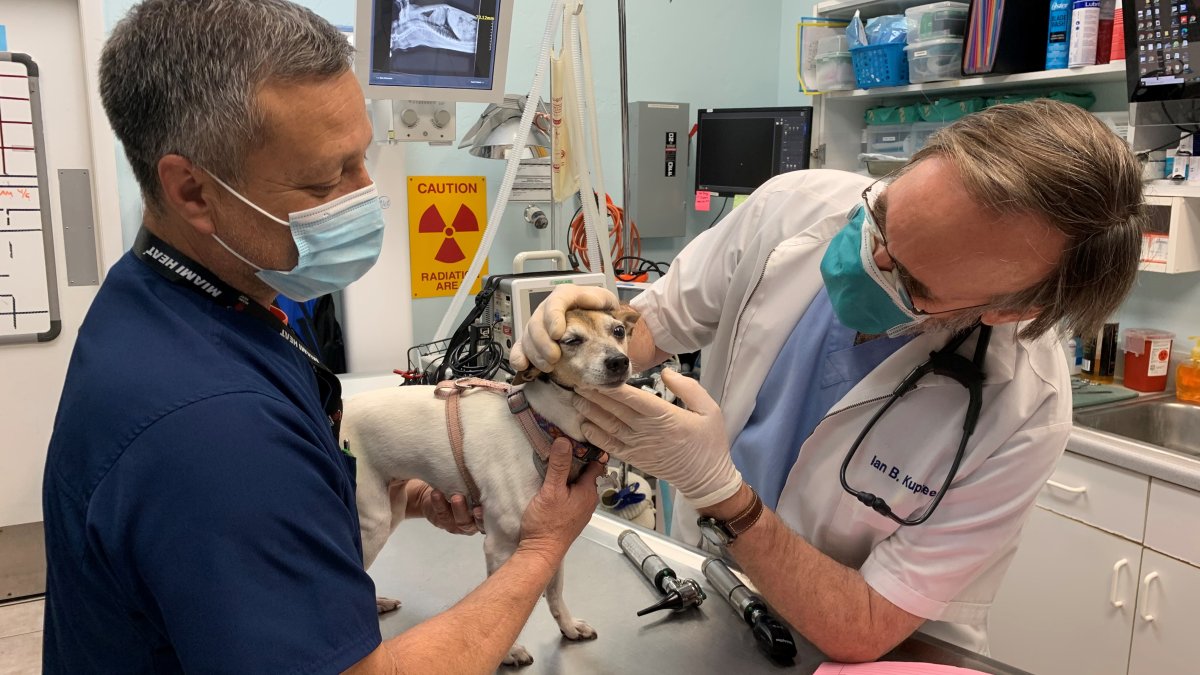 Helping Pets Cope With Seasonal Allergies in South Florida NBC 6