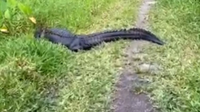Watch: Alligator Blocks Bike Path, In Florida (Obviously)
