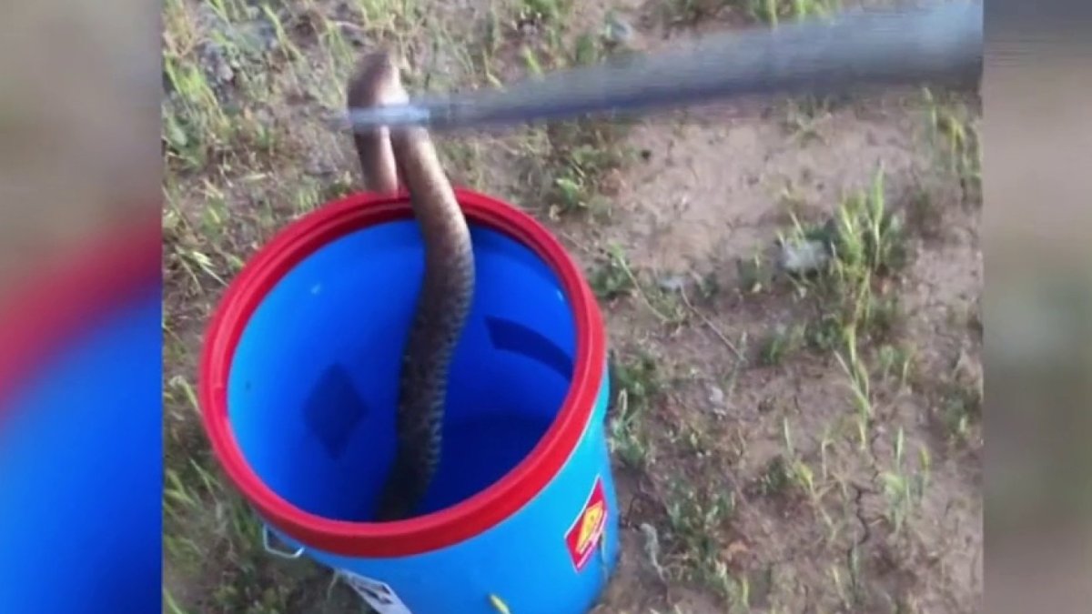 Man Uses Barbecue Tongs to Pick Up Rattlesnake NBC 6 South Florida