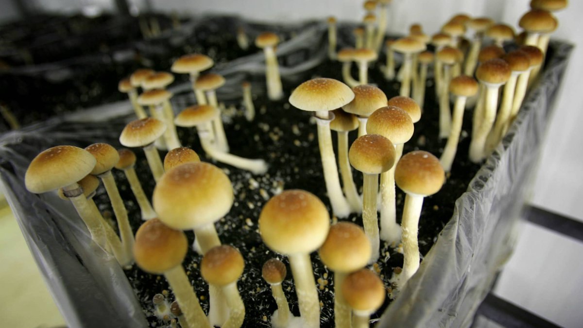 Mushrooms, Ecstasy and Other Psychedelics Could Become Legal in California – NBC 6 South Florida - Vimarsana News
