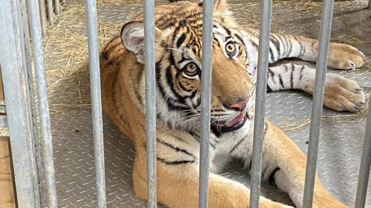 Man Mauled by Tiger at Southwest Florida Airboat Attraction: Deputies - Vimarsana News