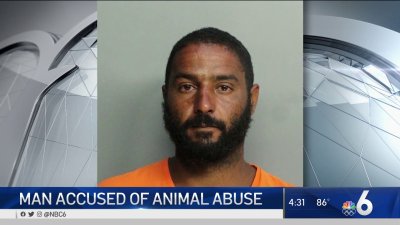 Man Arrested in Fatal Seagull Attack in South Florida