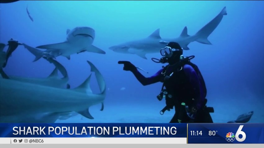 Declining Shark Population Can Impact Planet's Ecosystem