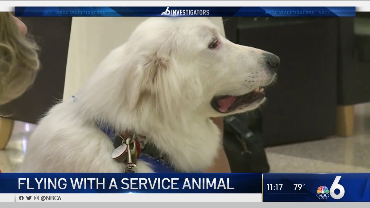 Couple Says Airline Didn't Allow Service Dogs on Flight – NBC 6 South  Florida