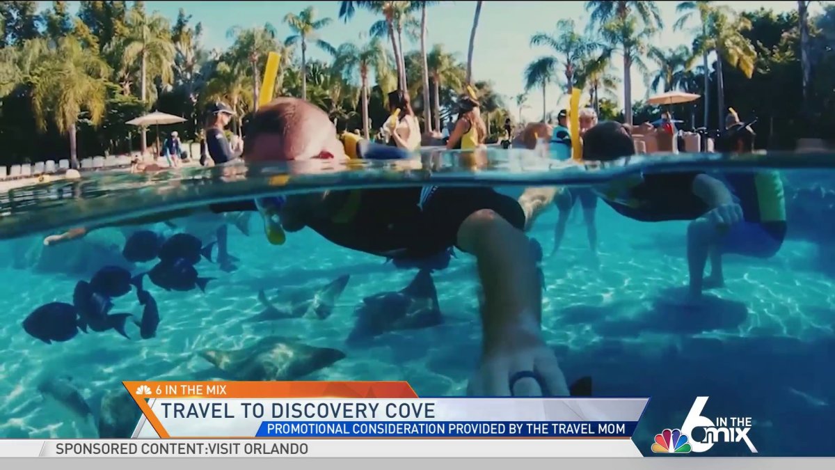 Travel to Discovery Cove NBC 6 South Florida