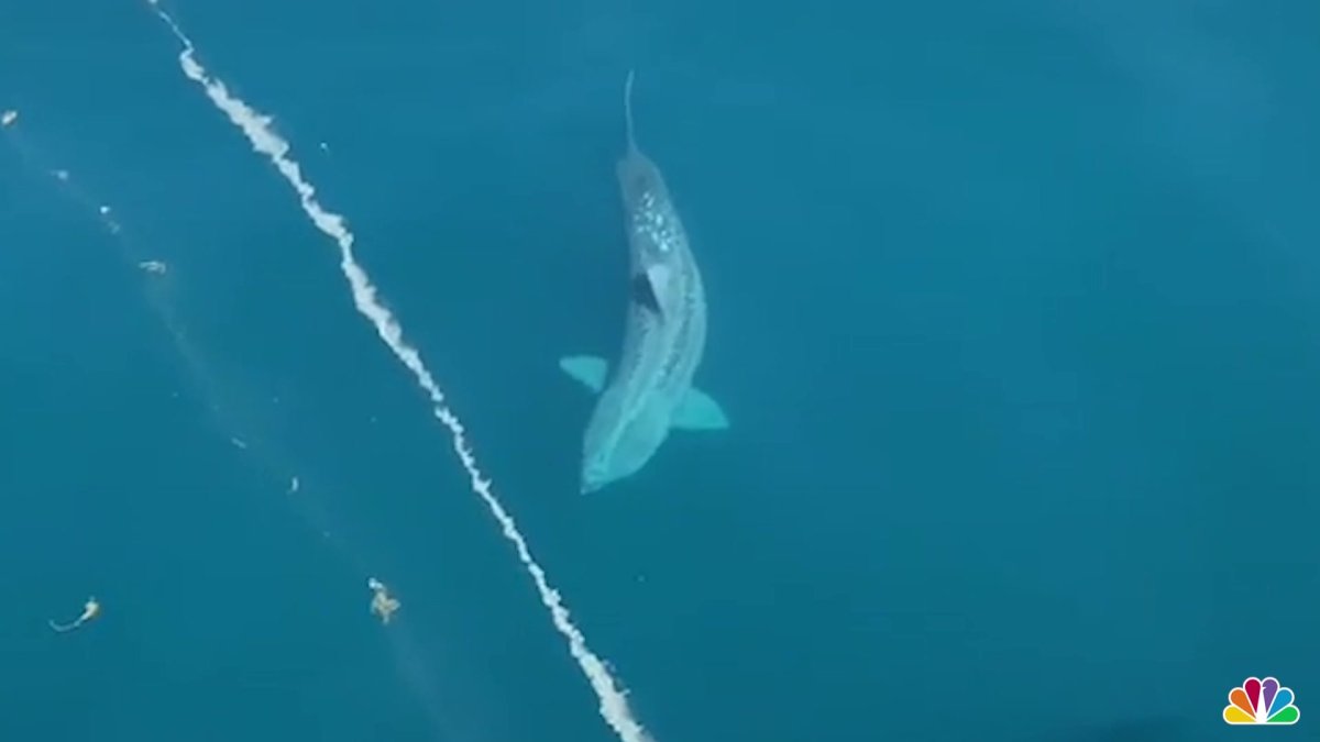 Massive Shark Caught On Camera Off New England Coast Massive Shark Caught on Camera Off New England Coast – NBC 6 South Florida