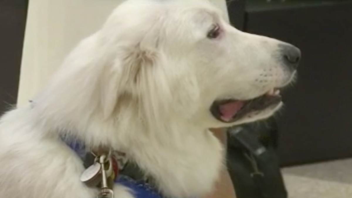 Couple Says Airline Didn't Allow Service Dogs on Flight – NBC 6 South  Florida