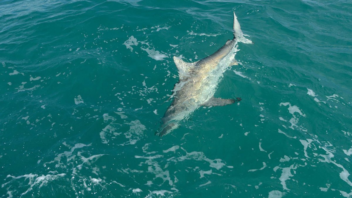 Boy Hospitalized Man Treated After Being Bitten By Sharks In Volusia County Nbc 6 South Florida