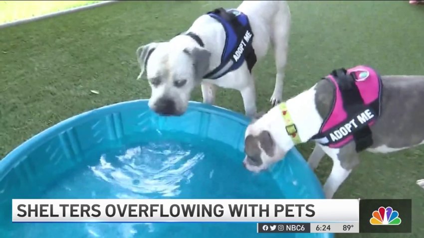 Shelters Have Overflow of Adoptable Pets