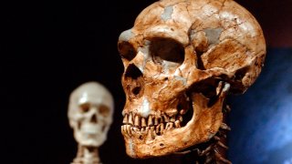 Human Neanderthal DNA