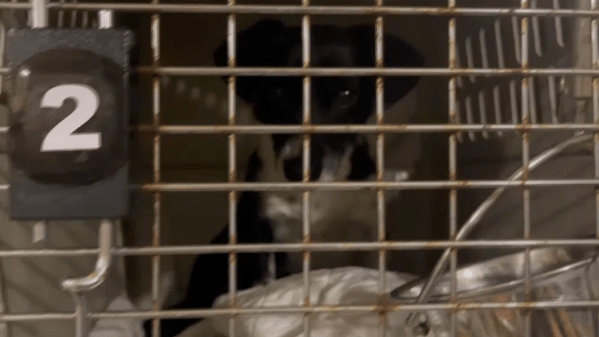 Shelter Animals Rescued From Path of Hurricane Ida Transported to South ...