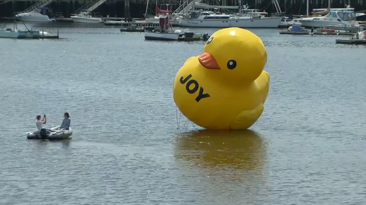 where-did-belfast-maine-s-mystery-rubber-duck-go-nbc-6-south-florida