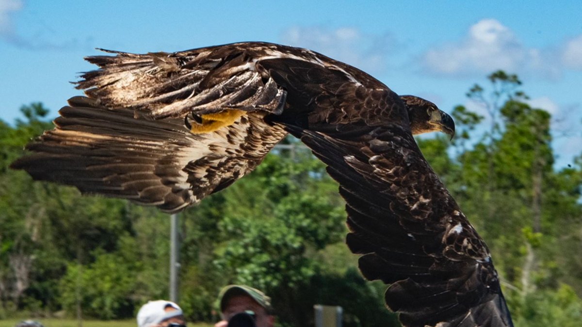 Bald Eagle Released Into The Wild After Fractured Wing - Vimarsana News