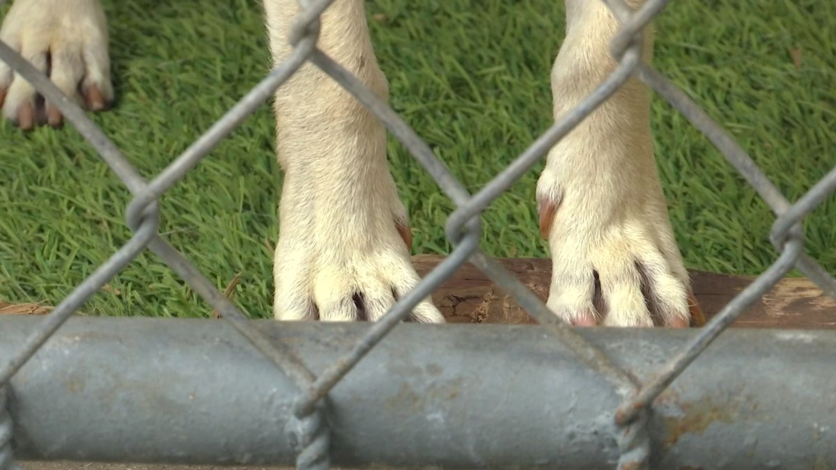 Dog bite reports up 11% in Miami-Dade. Here's how to prevent them – NBC 6 South Florida - Vimarsana News