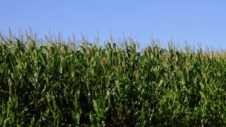 Wisconsin farm cornfield