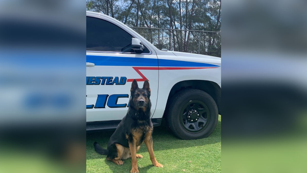 Homestead Police Mourns Loss of Longtime K9 Dog Ducan – NBC 6 South ...