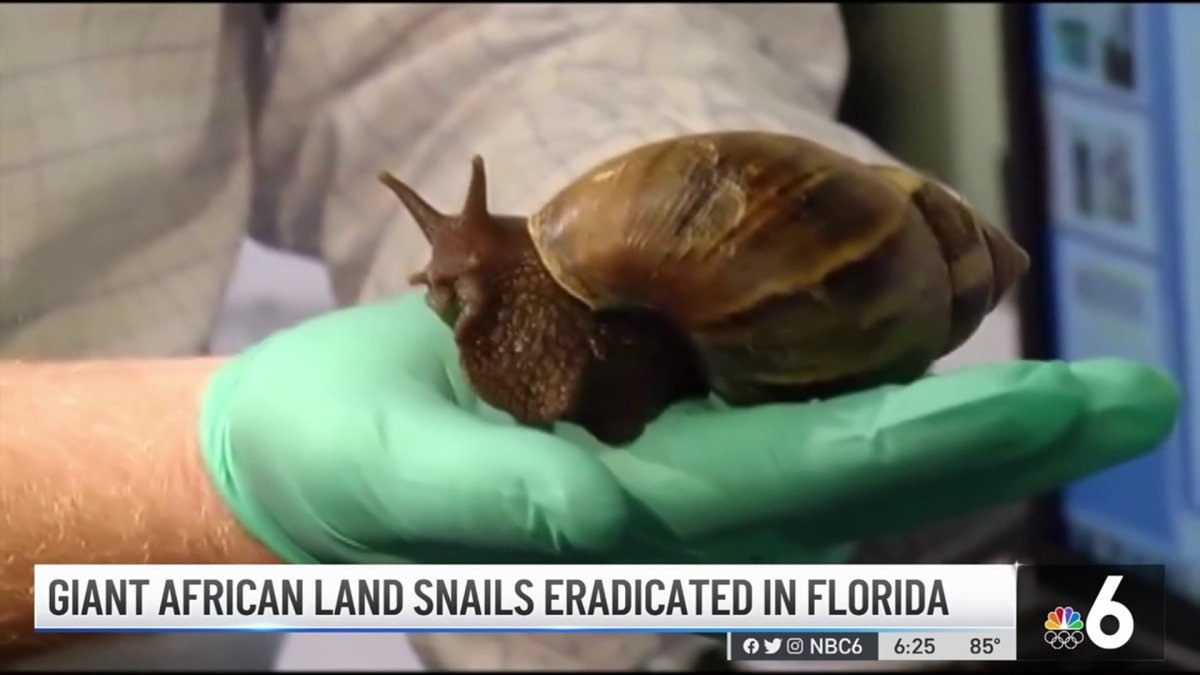 Giant African Land Snails Eradicated in Florida NBC 6 South Florida