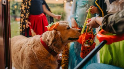 Halloween Safety Tips For Your Pets From The Aspca Nbc 6 South Florida