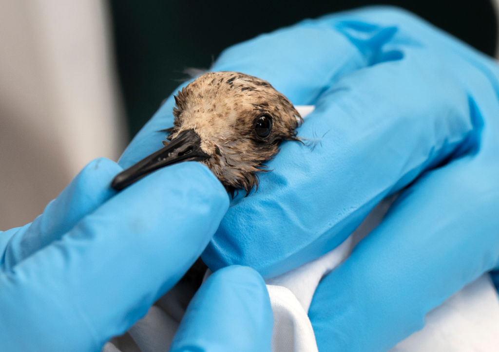Huntington Beach, CA &#8211; October 04: Veterinarian Duane Tom examines a sanderling, a small shore bird brought to the Huntington Beach Wetlands and Wildlife Care Center on Monday, October 4, 2021 due to the oil spill. (Photo by Mindy Schauer/MediaNews Group/Orange County Register via Getty Images)