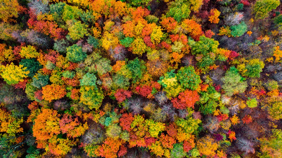 Climate Change Is Stalling the Process That Makes Leaves Change Color in the Fall – NBC 6 South Florida - Vimarsana News