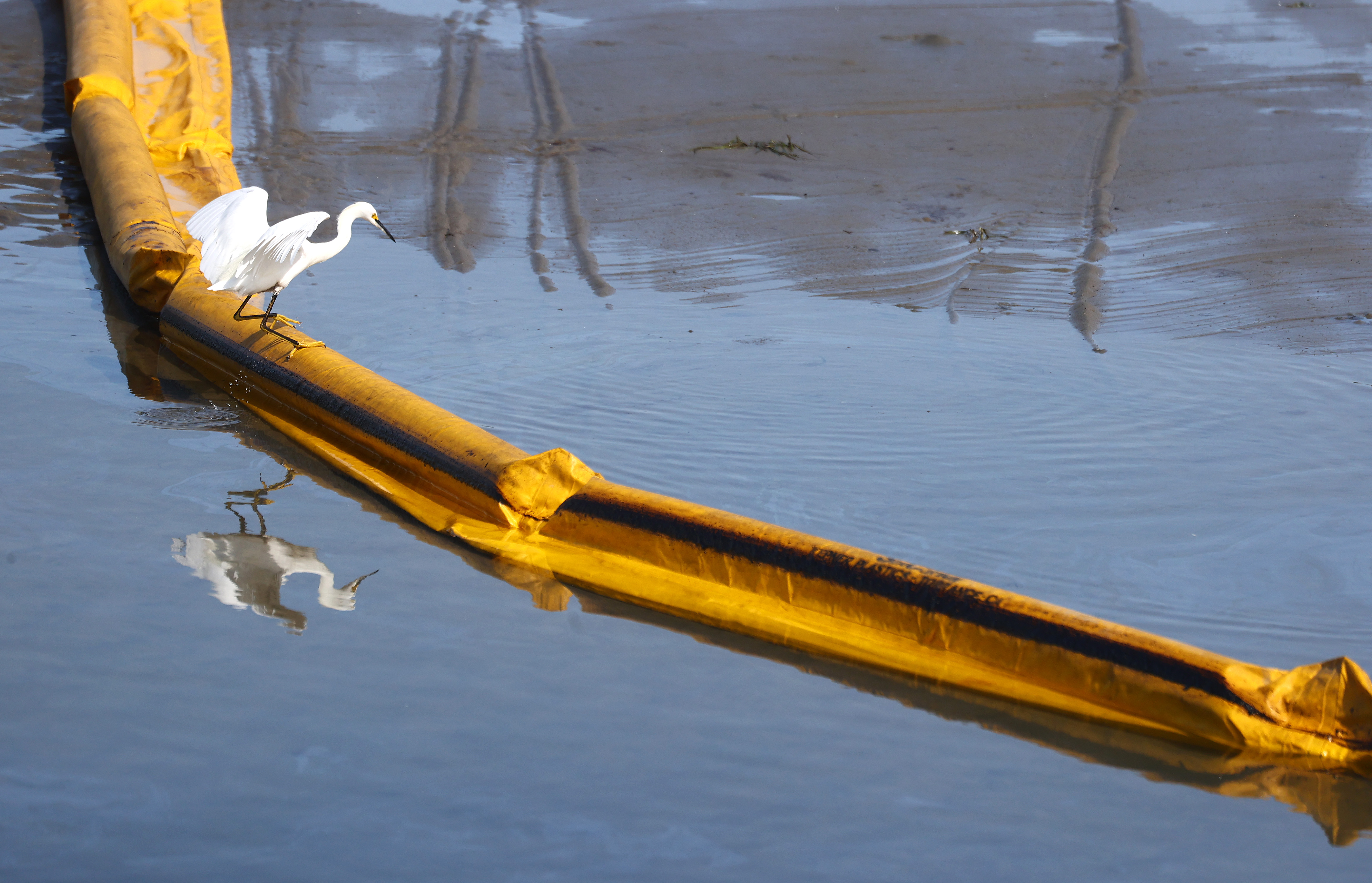 A bird balances on a boom, a temporary floating barrier to contain oil which seeped into Talbert Marsh, home to around 90 bird species.
